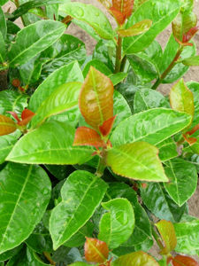Picture of Prunus